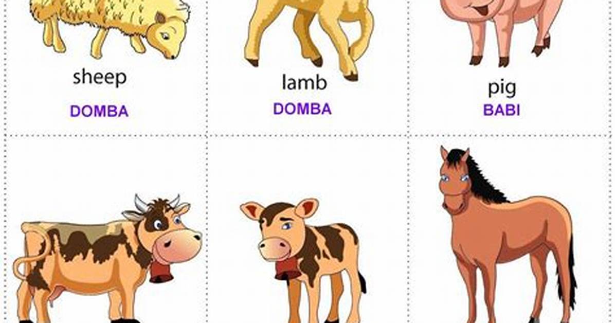 Animals Dan