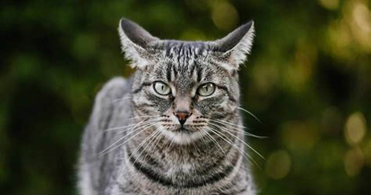 Cat In