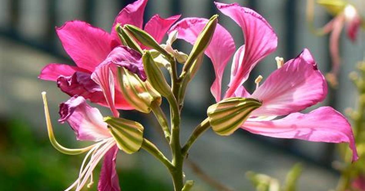 Hua Ti Jia