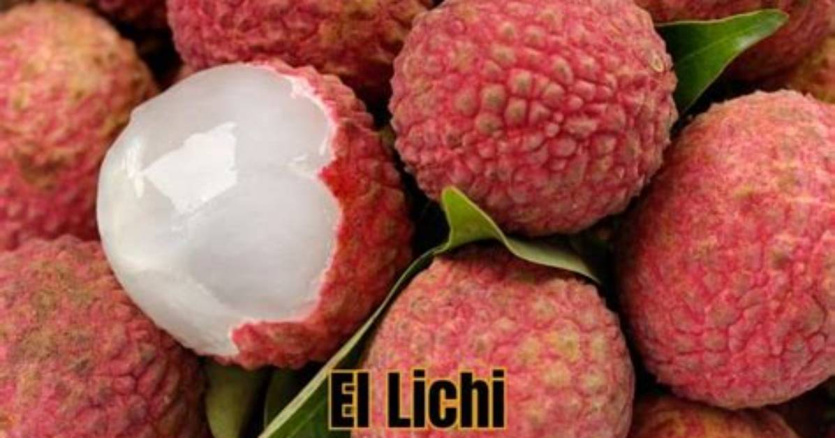 Lichi Huii Chu