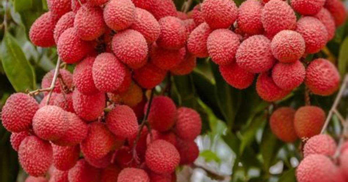 Lichi Zuorino Fu