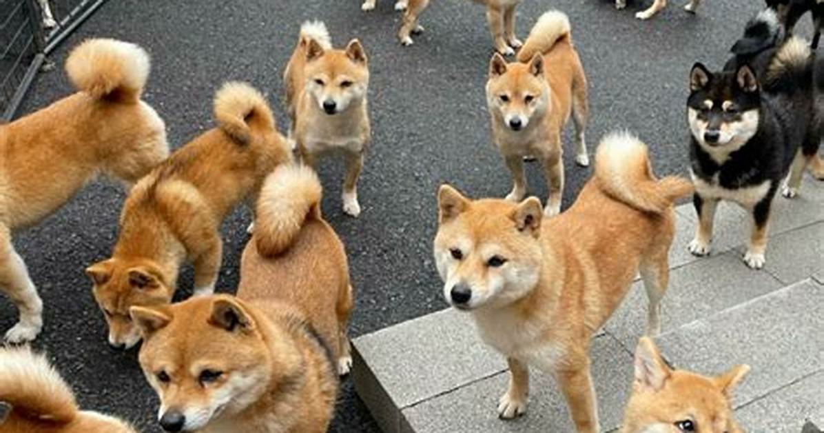 Rarapotopan Shibe