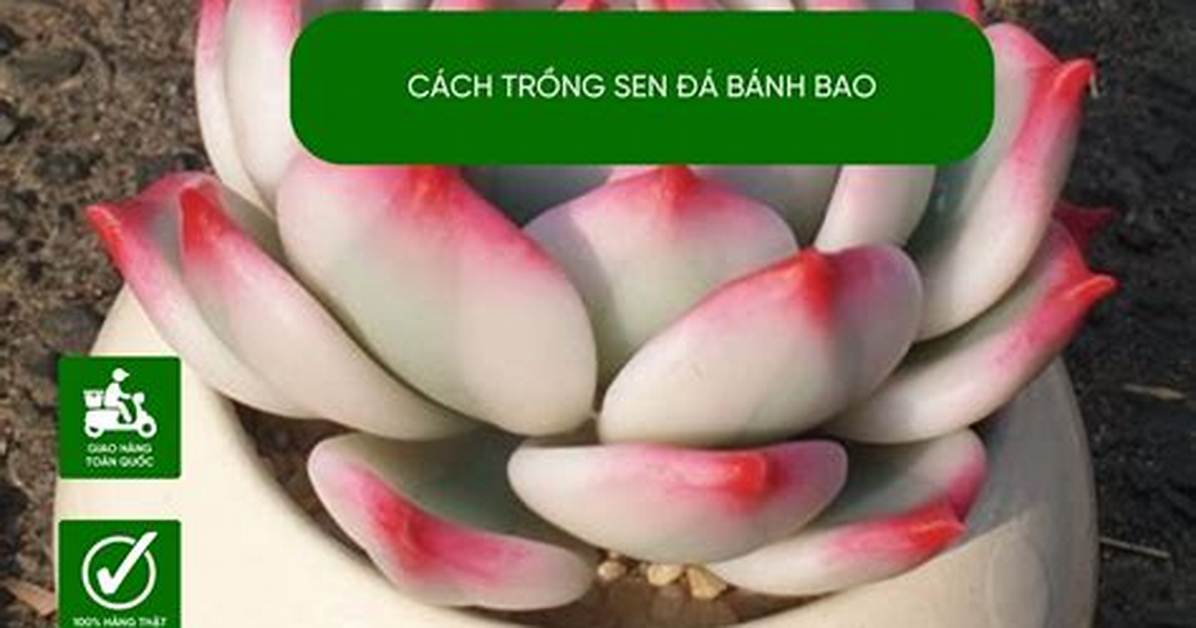 Sen Bao